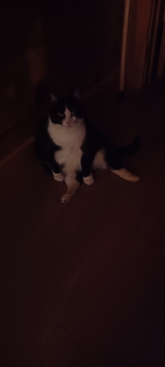 Skibatz's tweet photo. It's #CleeSit Sunday so natchly thaz wot I doo inn dork 
@CleeWeezy #catsoftwitter #catsofx  MI naame Cleo 🩷🩷 https://t.co/3qXDdTNRJH