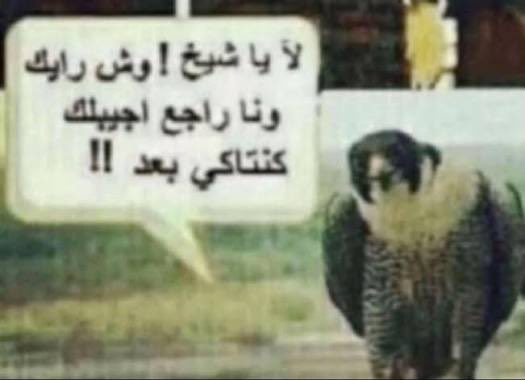 عسل أبو نايف tweet media