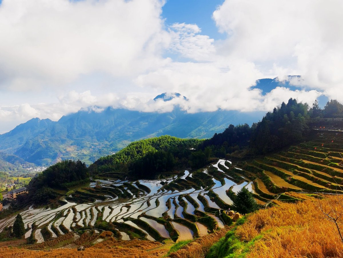 DTrimboli10's tweet photo. Woke up to golden rice terraces + misty mountains in Bali. Barefoot walks, local warungs, and zero regrets. Travel slow, feel more  #WanderWithWonder https://t.co/BGZRIHnPXy