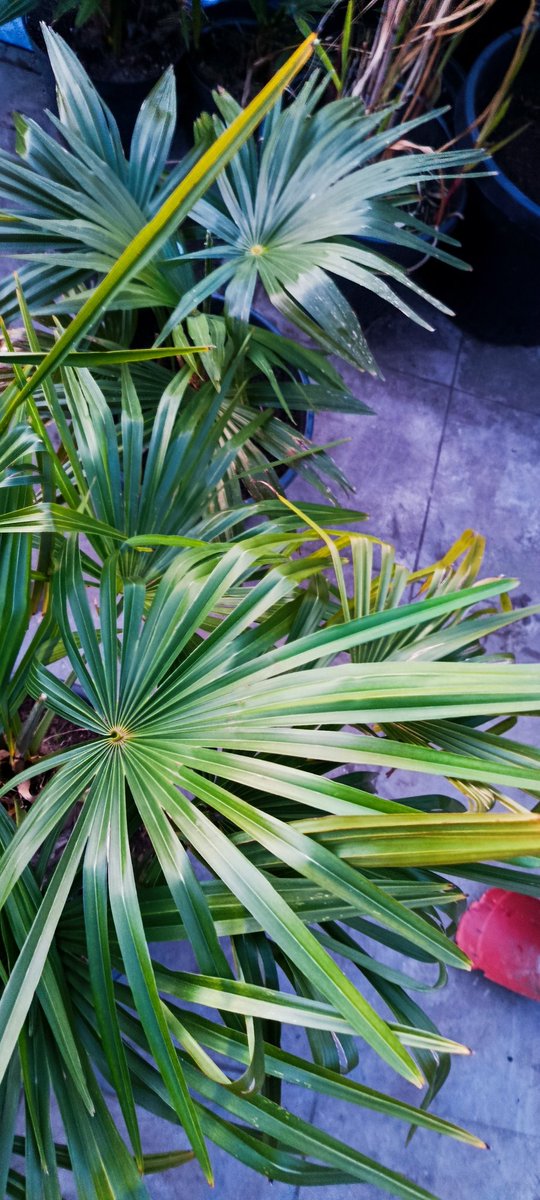 JmC4c's tweet photo. Trachycarpus nova
#trachycarpus #palmtrees https://t.co/8fb2ggncL1