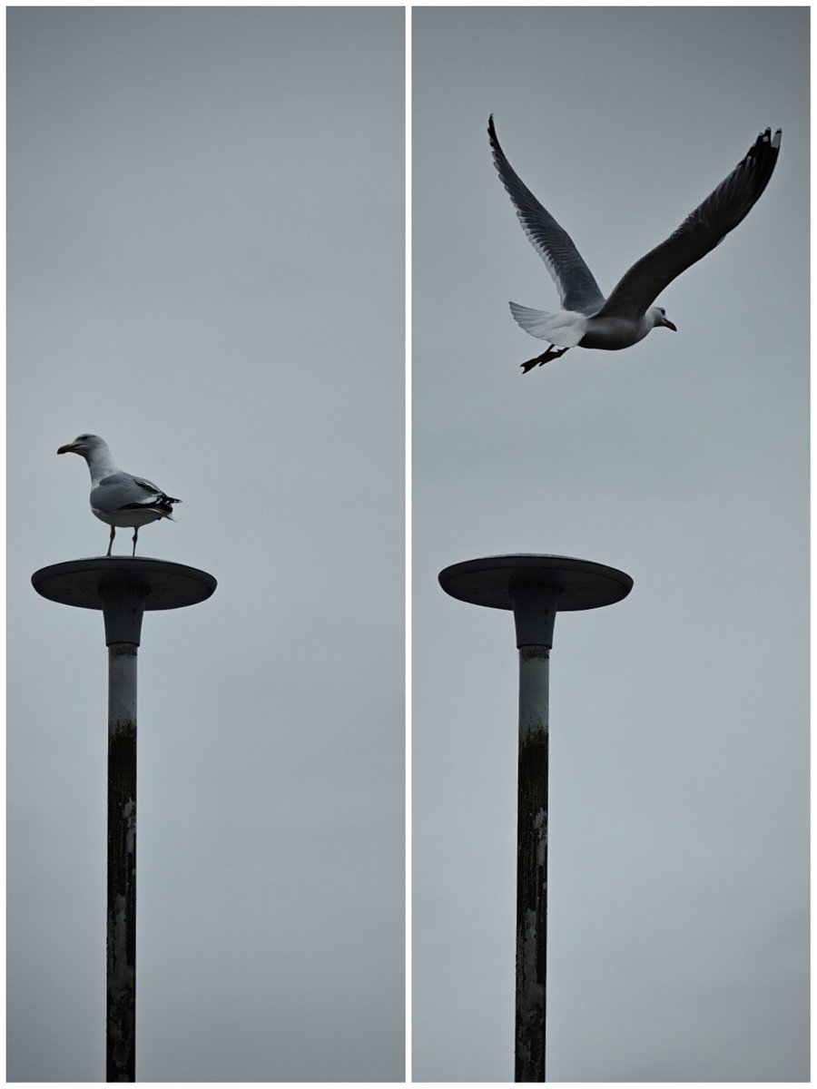 M I 🕉 tweet media