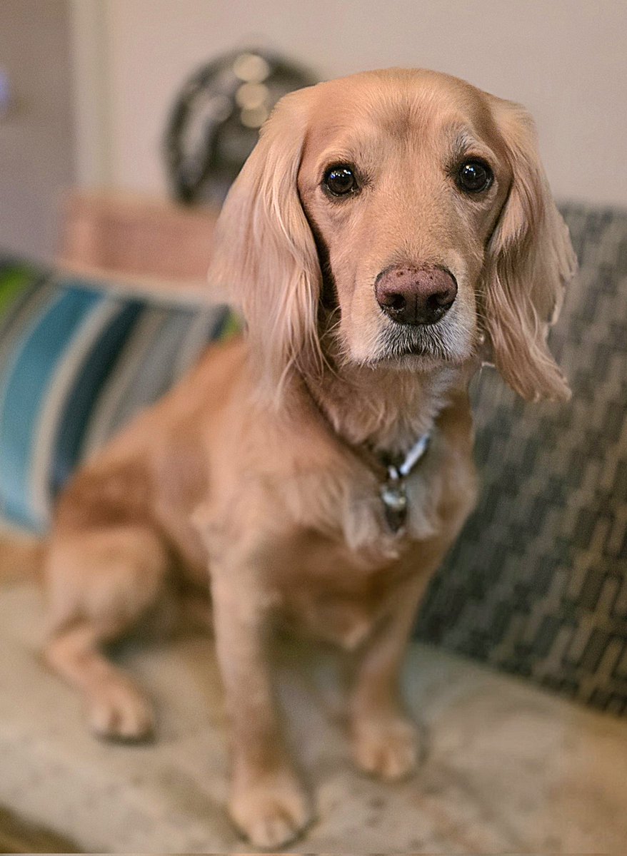 Olly and River the Working Cocker Spaniels tweet media