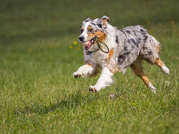 Australian Shepherd Lovers tweet media