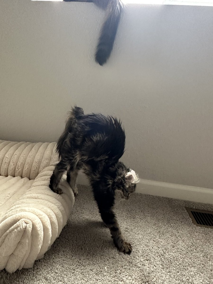 rev 😻 tweet media