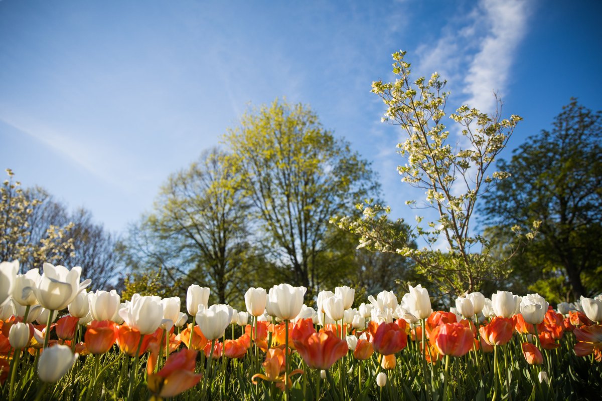 UT Knoxville Alumni tweet media