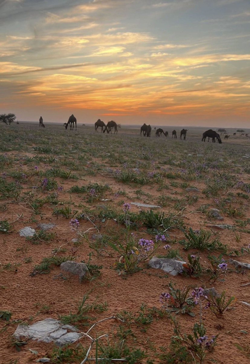 معكاز شعر tweet media
