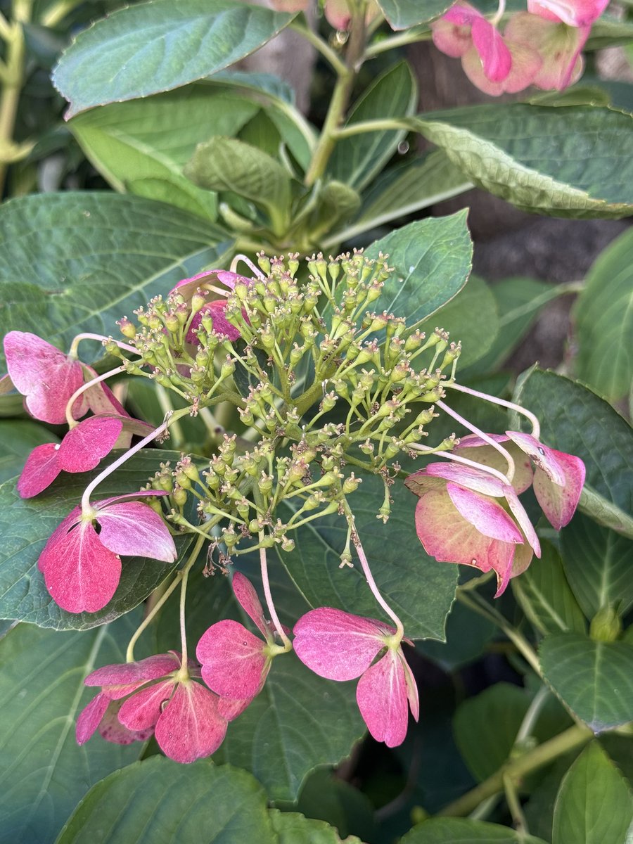 @LolaLola2Lo🌸✈️💙 tweet media