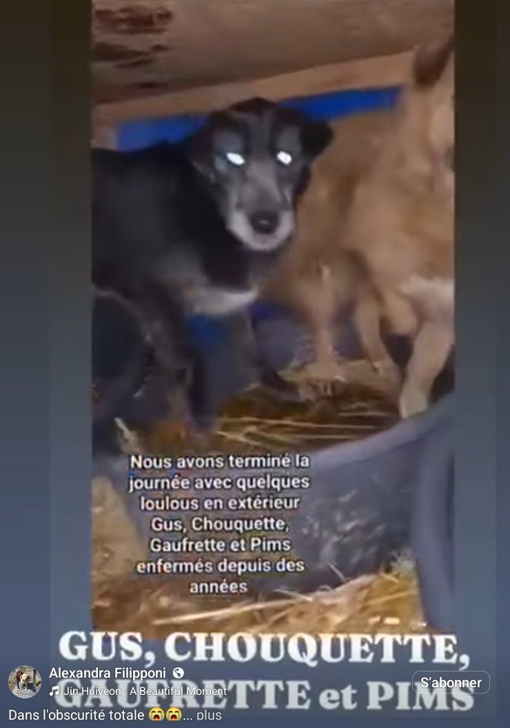 🇫🇷 MIDY Rosamonde 🇫🇷🐕📸🌕⭐️ tweet media