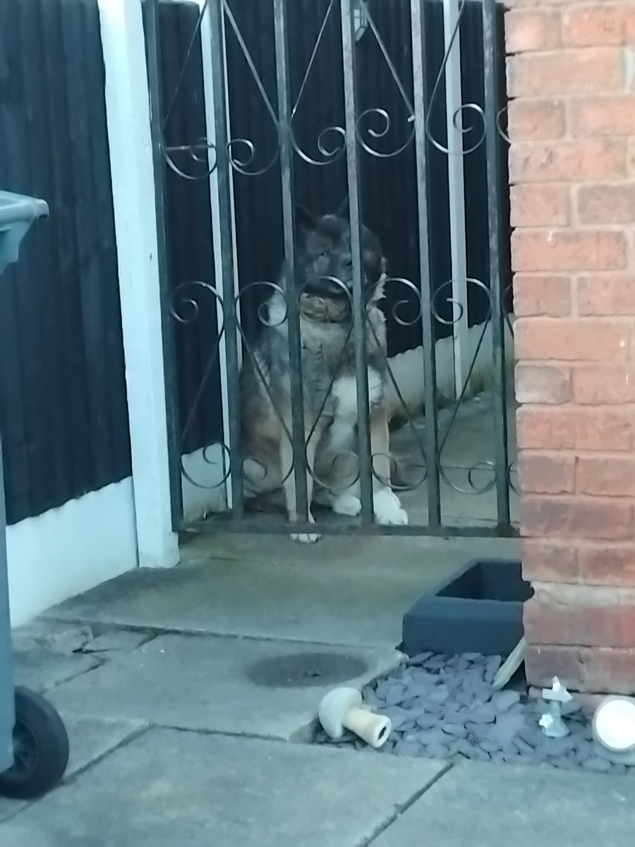 Wayne Adams tweet media