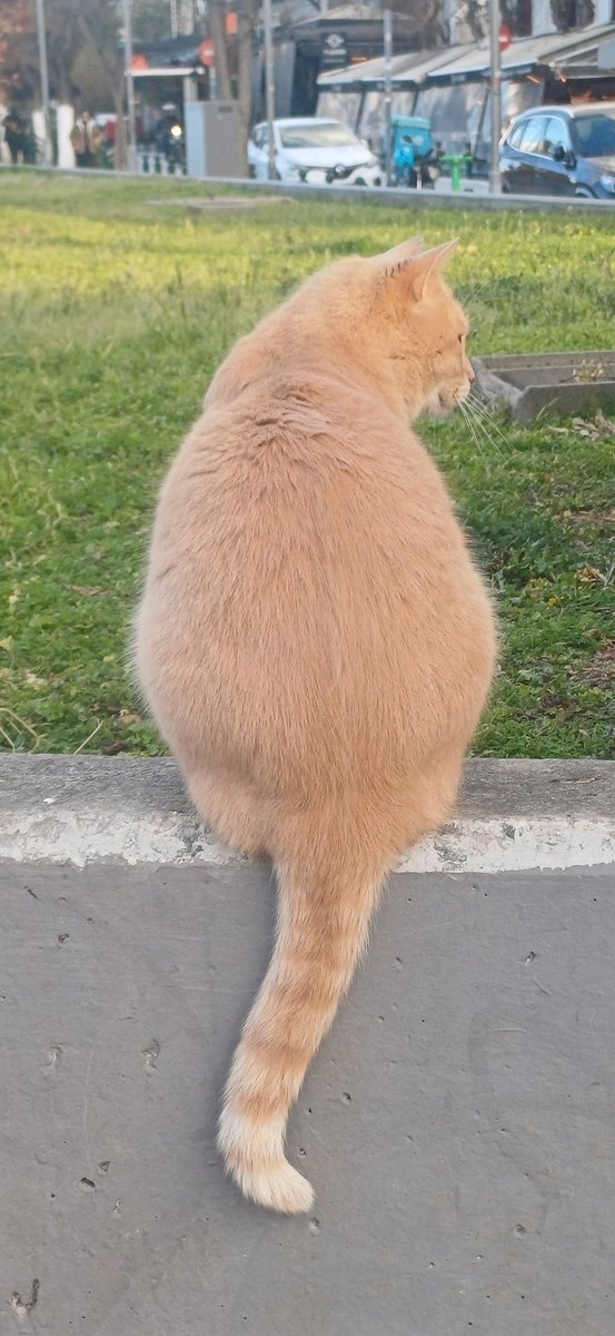 Χλε_Μπονα Σαμερ tweet media