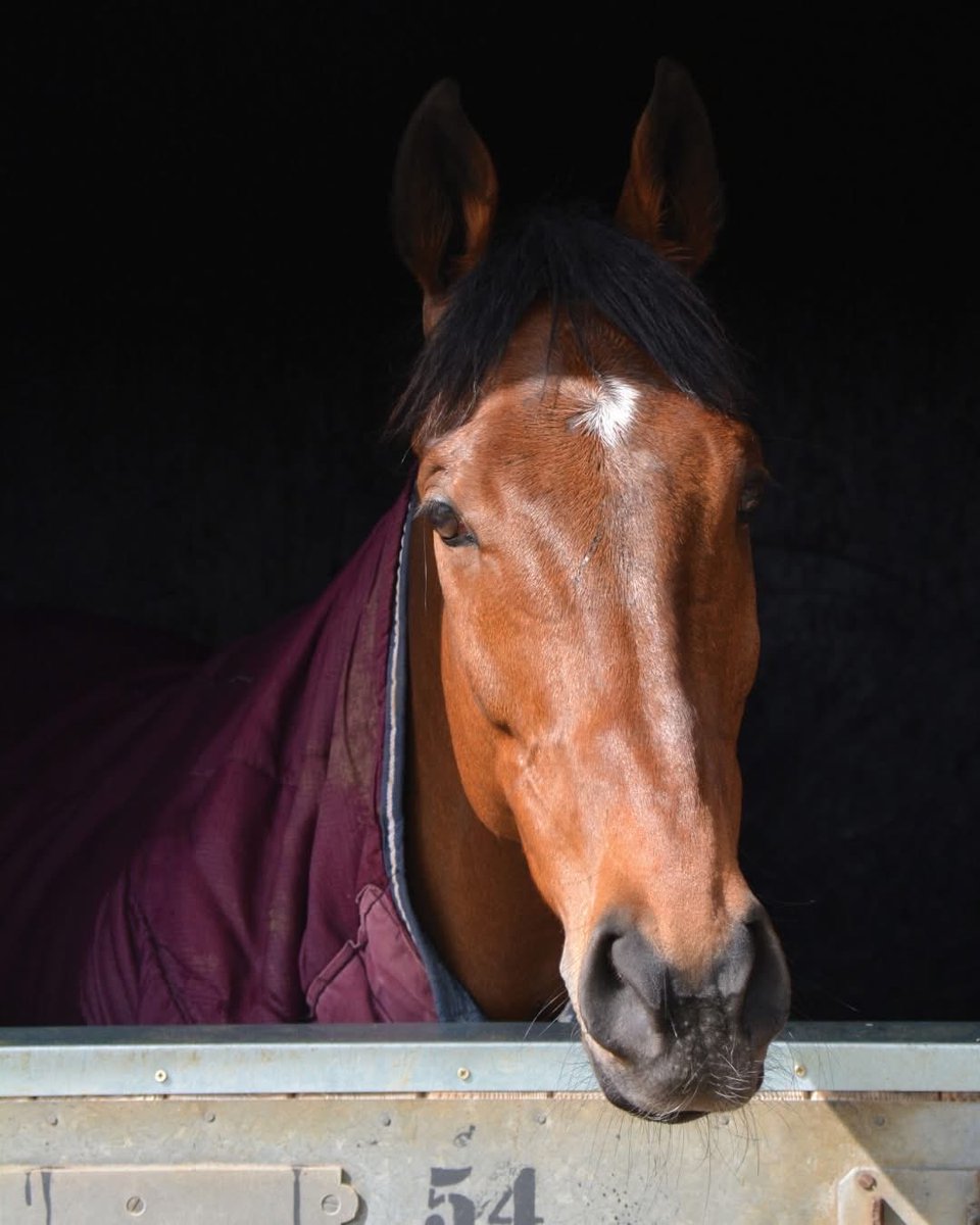 Paul Nicholls OBE tweet media