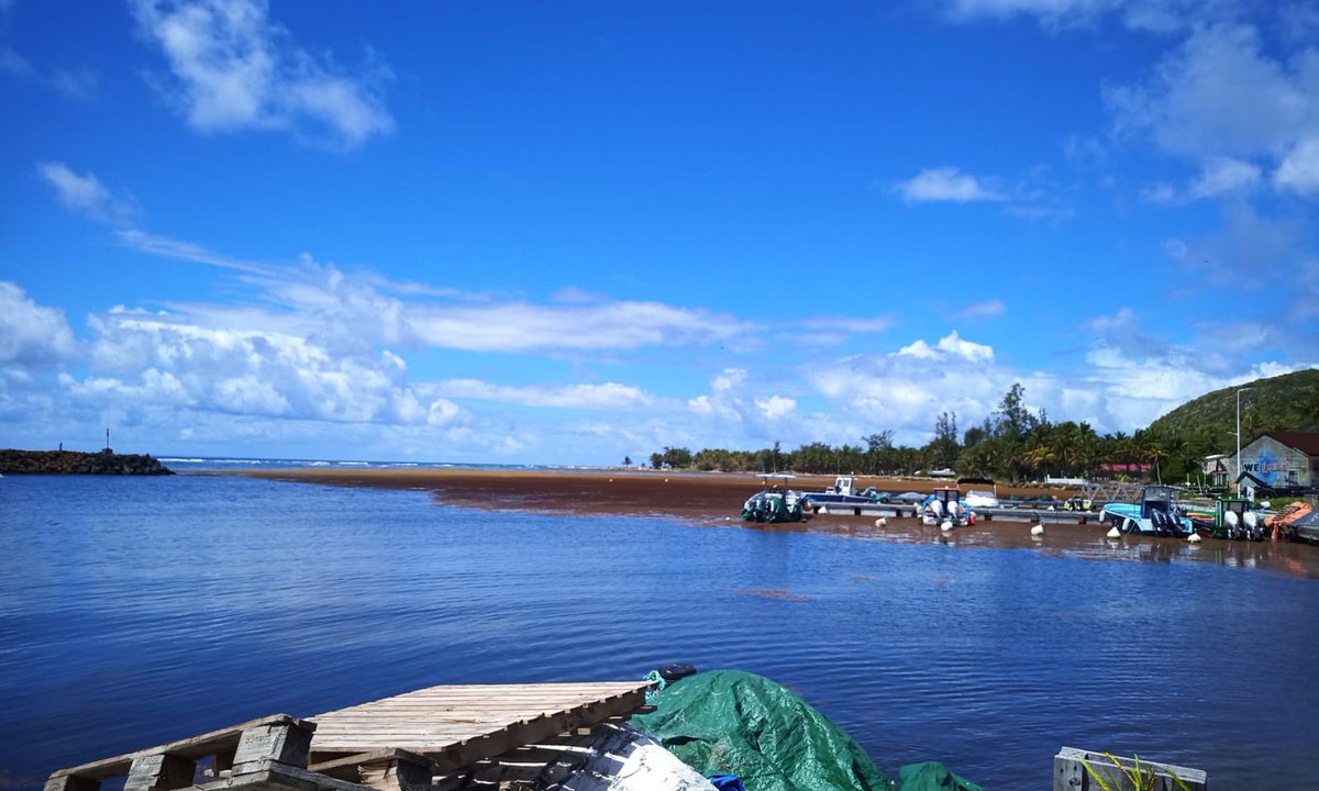 StimpflingEric's tweet photo. #Sargasses 🔴
L’avant-port de Beauséjour sur l’île de la Désirade est envahi par les sargasses. Les liaisons maritimes sont, pour l’heure, assurées.
Tout va dépendre du vent…
Sud ☹️
Nord 😀
#Comadile 
@guadeloupela1e @Prefet971 @SargaMonitoring https://t.co/WsyvO4AqdE