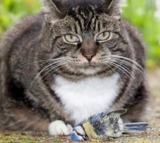 AzraDemir25 tweet media