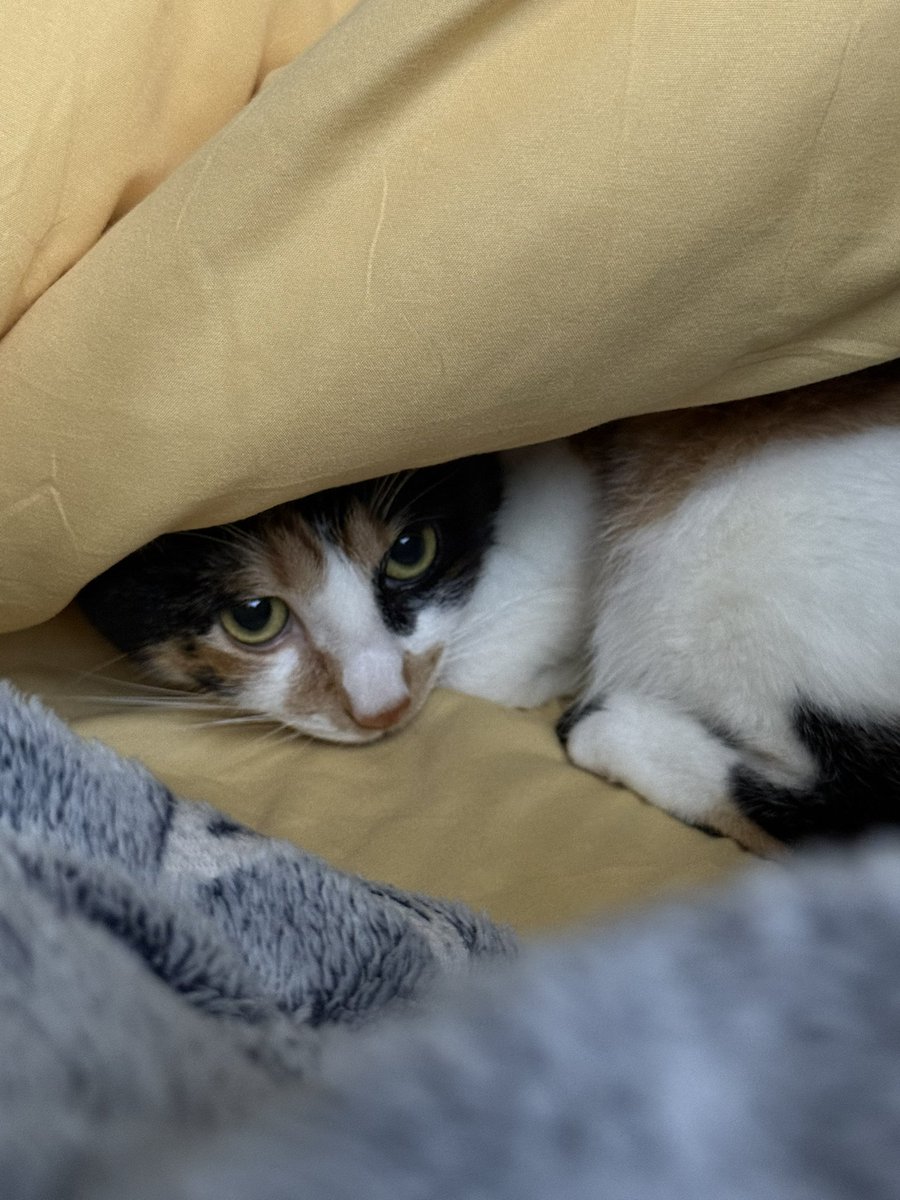 Dottore. — semi ia. tweet media