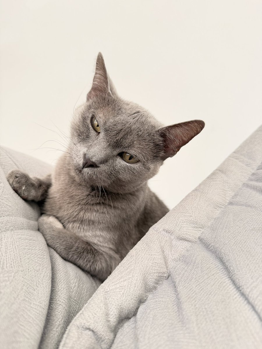 cupomdalaine's tweet image. A minha gatinha chocada com a saída do #cowboy 😅

#bbb26