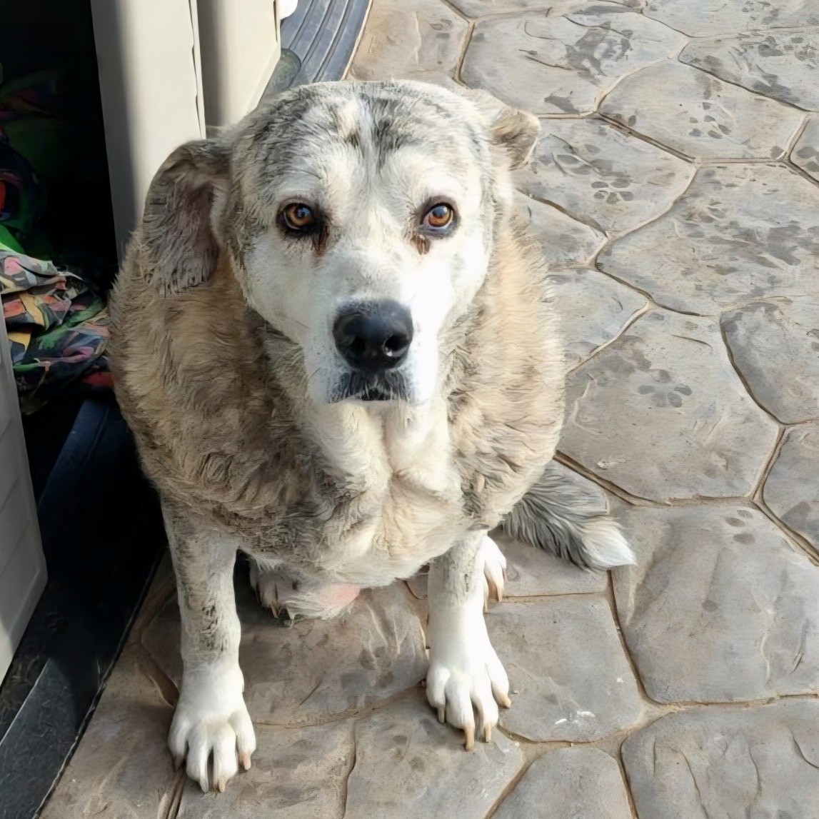 SOS Abuelos tweet media