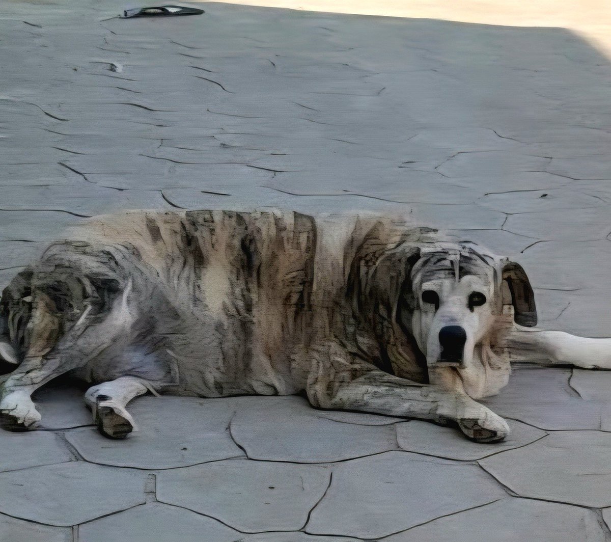 SOS Abuelos tweet media