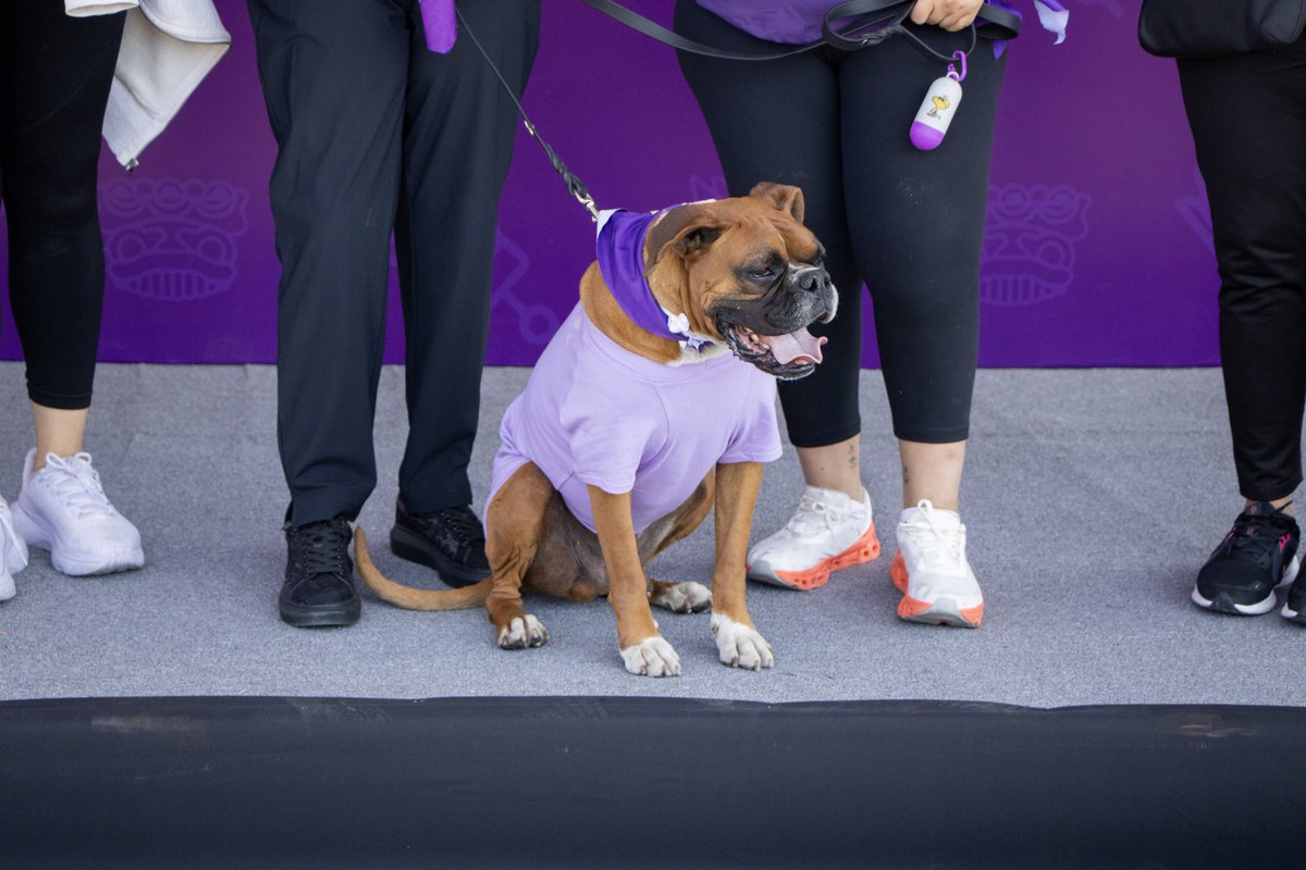 Secretaría de Movilidad y Transporte tweet media