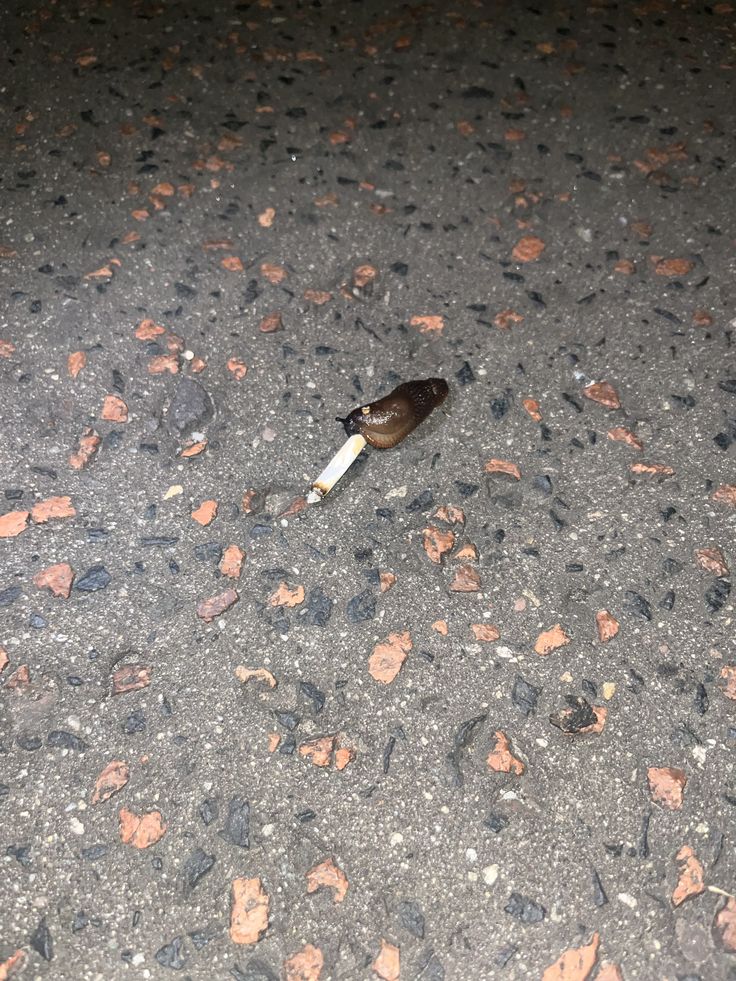 shadoomf🪲🇵🇸(homunculus enjoyer) tweet media