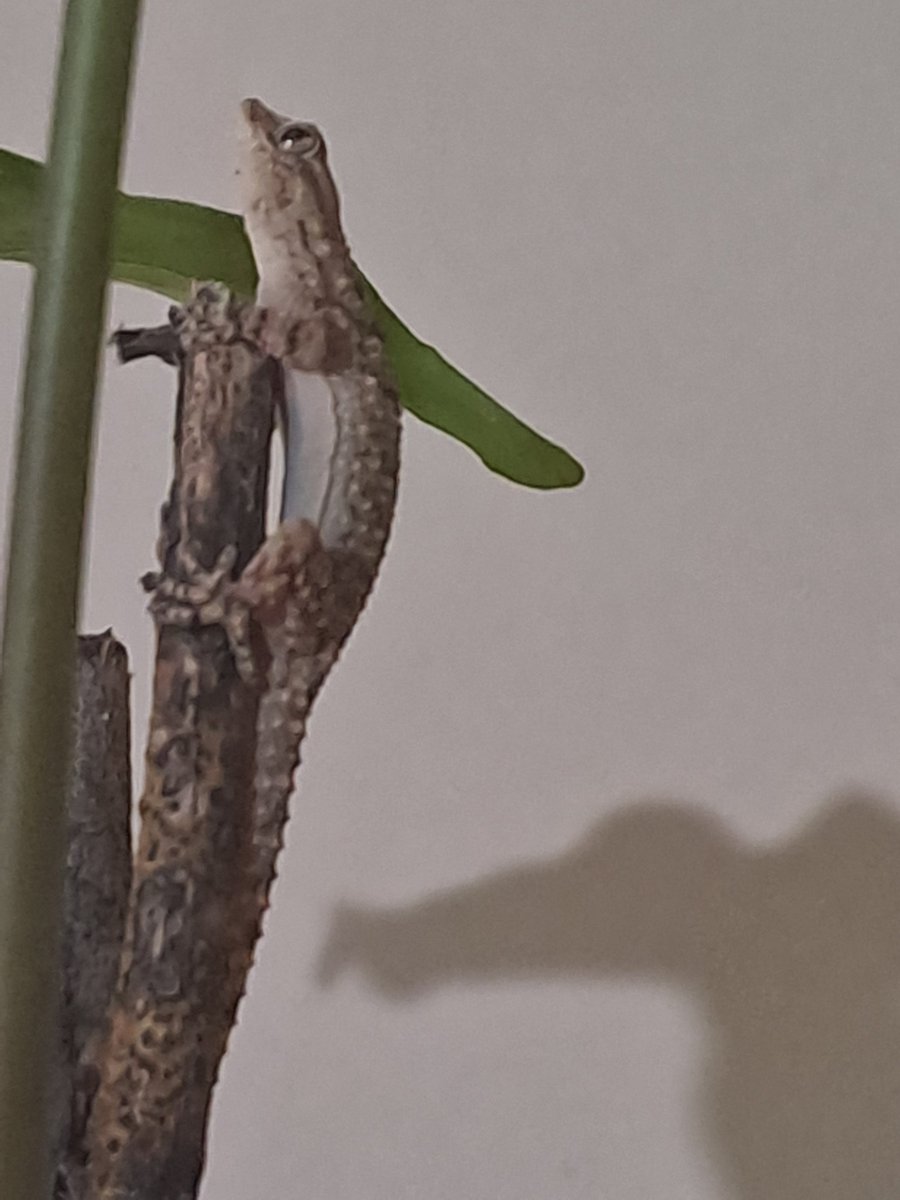 LaCriptaOculta tweet media