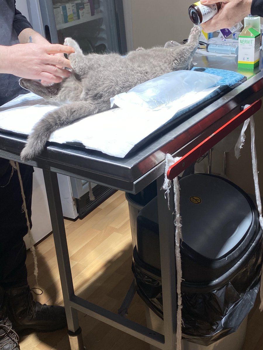 kimyon tatlıtüy tweet media