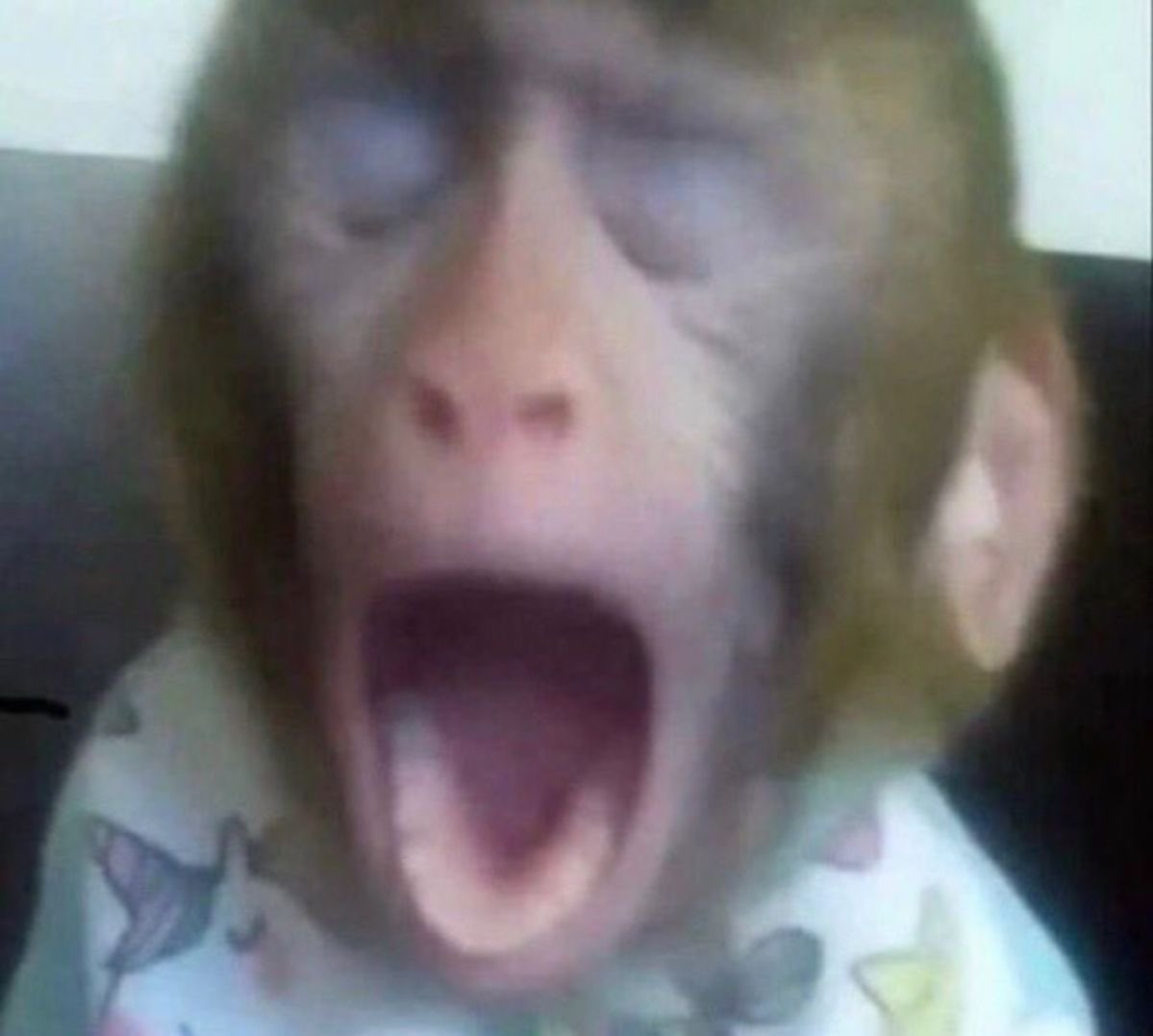 Monkey of the day tweet media