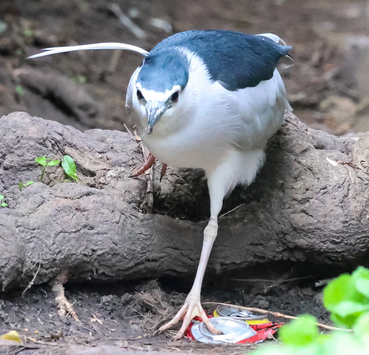 Marc Hunt tweet media