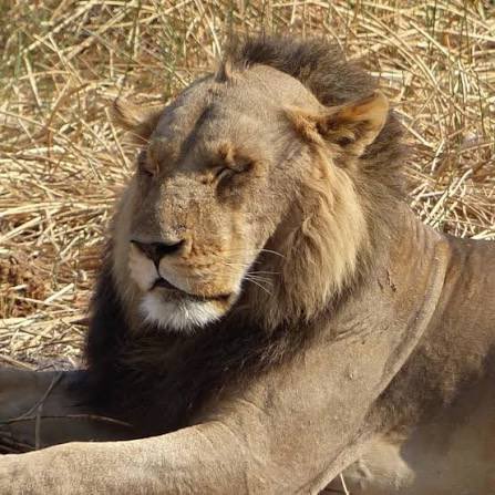 ape attack survivor tweet media