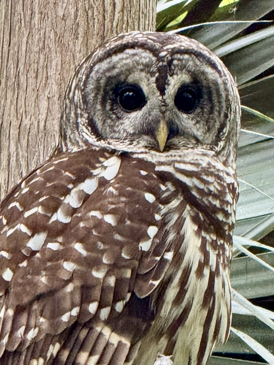 dolbyl's tweet image. "A wise old owl 🦉 sat on an oak; The more he saw the less he spoke; The less he spoke the more he heard; Why aren't we like that wise old bird?" — Nursery Rhyme

#optoutside #getoutside #nature #NaturePhotography #lovefl #hikefl #hikeflorida #floridatrails #trailslikethese