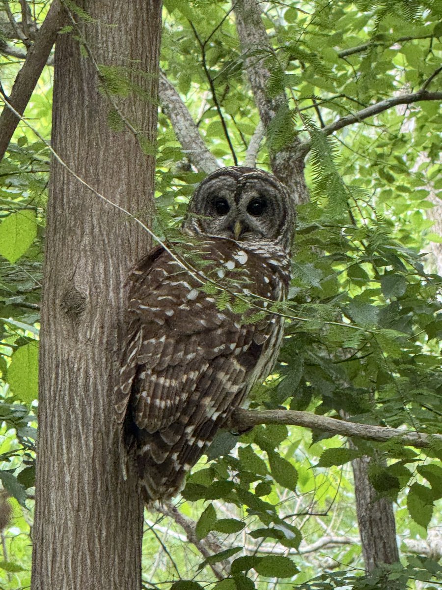 dolbyl's tweet image. "A wise old owl 🦉 sat on an oak; The more he saw the less he spoke; The less he spoke the more he heard; Why aren't we like that wise old bird?" — Nursery Rhyme

#optoutside #getoutside #nature #NaturePhotography #lovefl #hikefl #hikeflorida #floridatrails #trailslikethese
