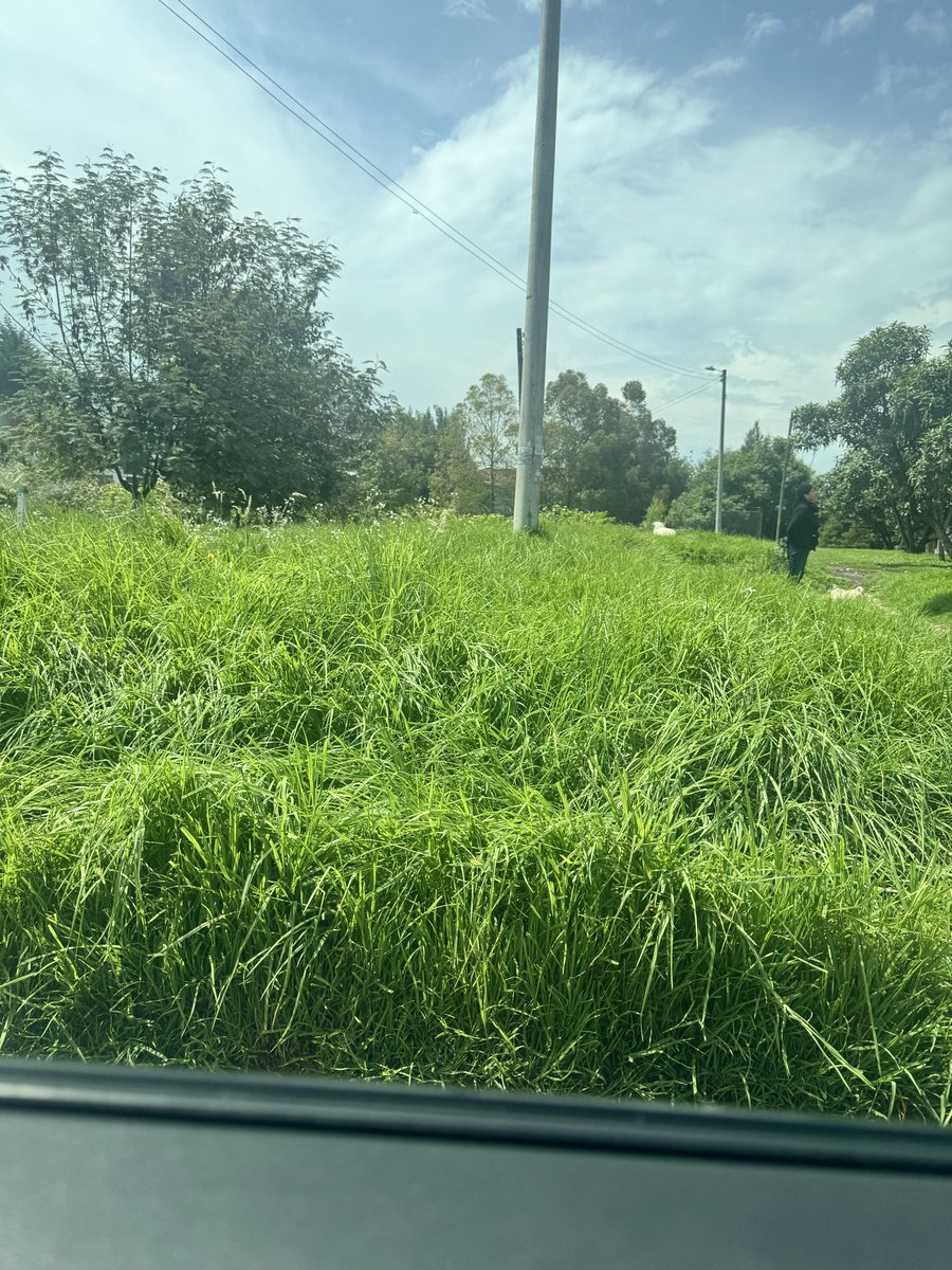 NatalieVaOr's tweet photo. @subaalcaldia @Uaesp este pasto no se corta? Aparte que esta parte nos tienen envolatada con la obra de valorización de la 128 por el canal Córdoba. Suficiente que tanto la Cra 54b está por acabarse, la Cra 55 está peor @araqueconcejal https://t.co/cRGiQS0sFk