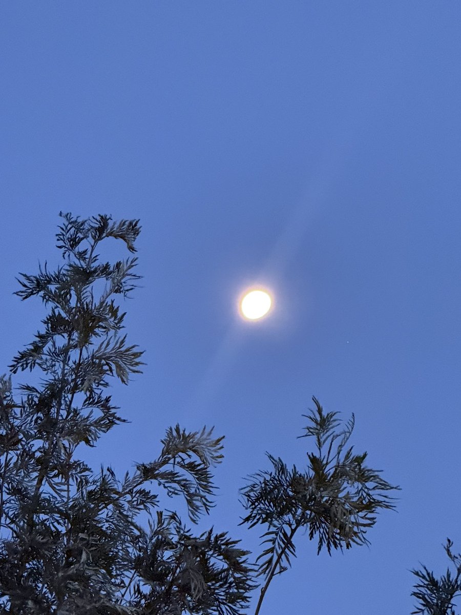 Somoina Kapeen tweet media