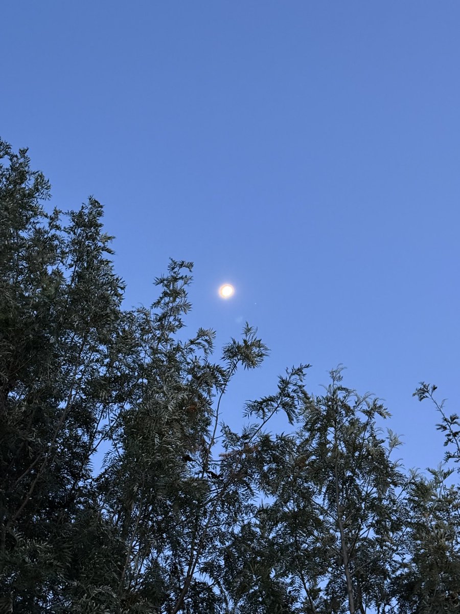 Somoina Kapeen tweet media