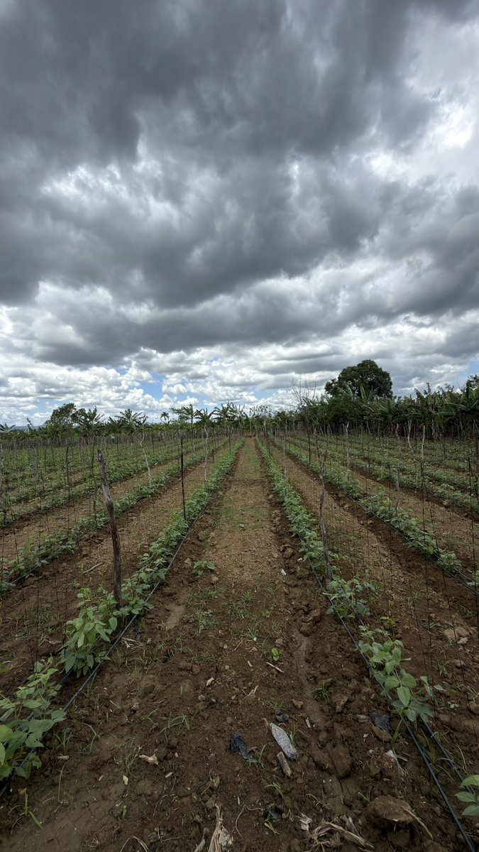 Mayiii Sánchez tweet media