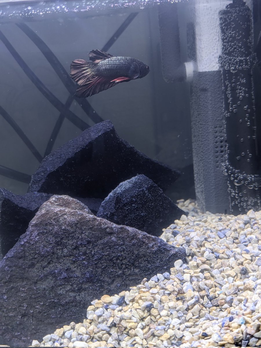 🦀まゆり🦀 tweet media