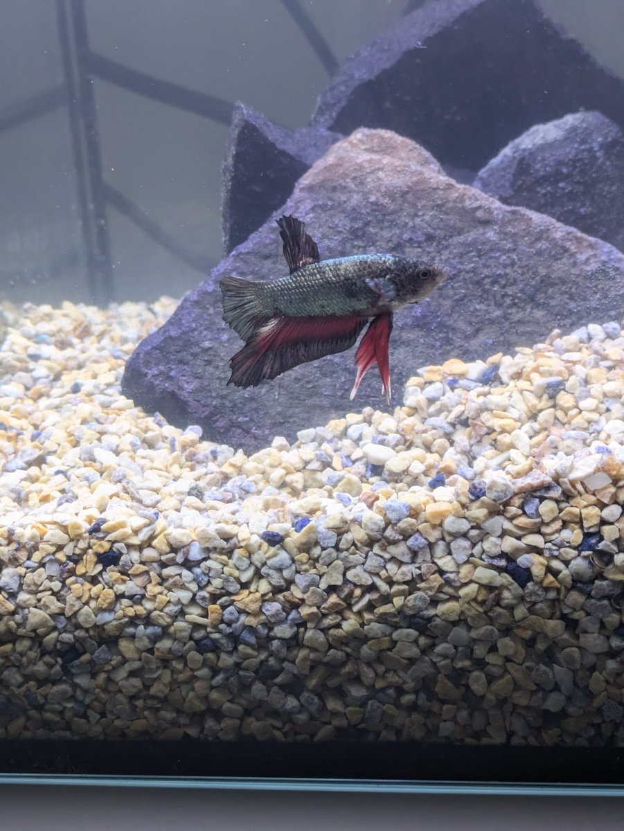 🦀まゆり🦀 tweet media