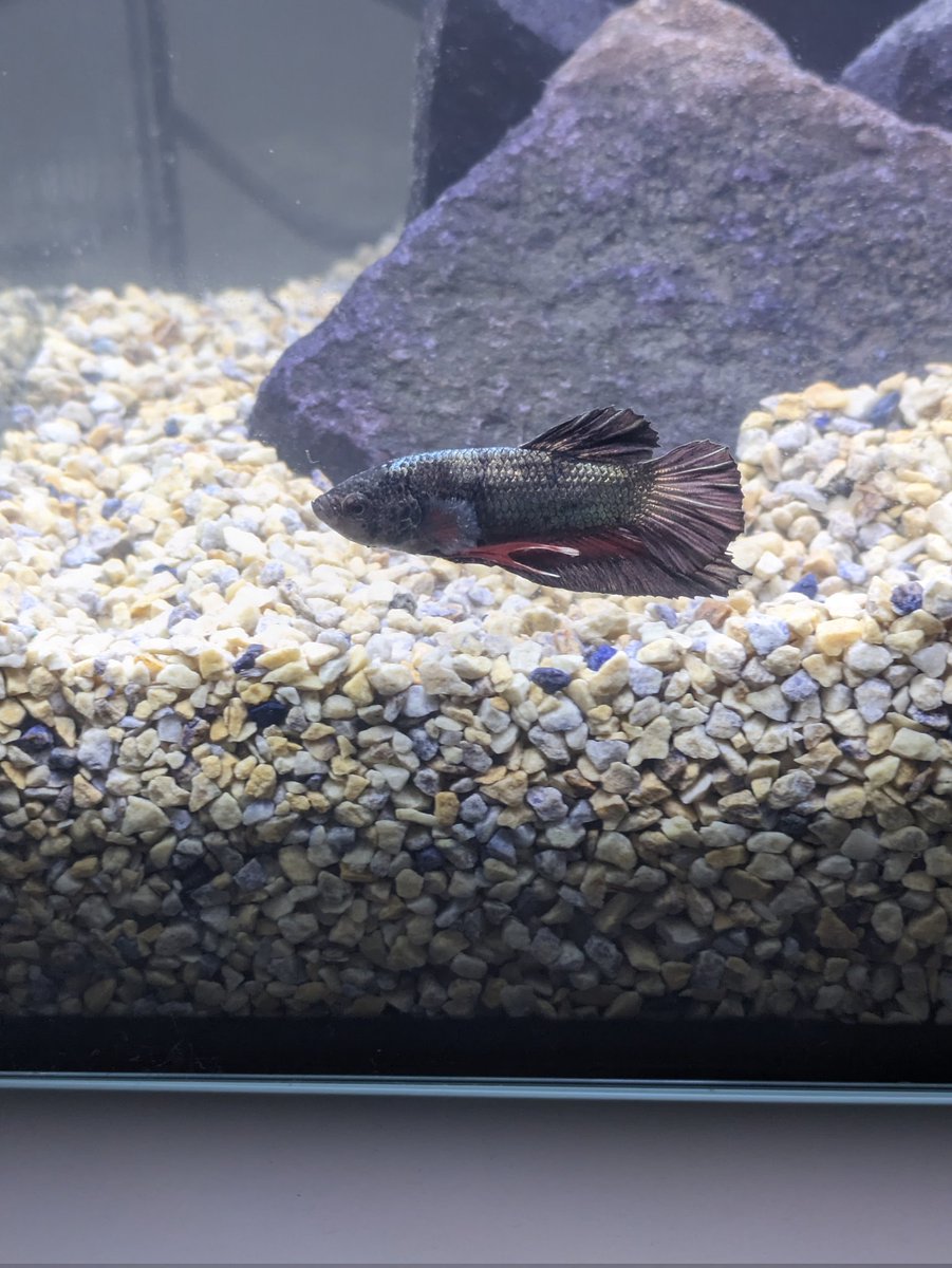 🦀まゆり🦀 tweet media