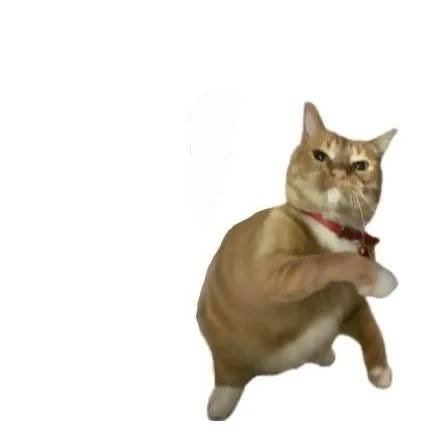 Throwing Things Daily tweet media