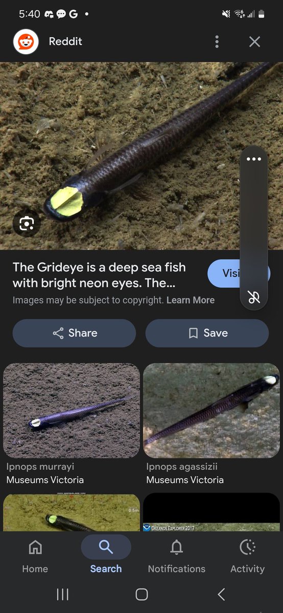 el_nutcase, god of swamp tweet media