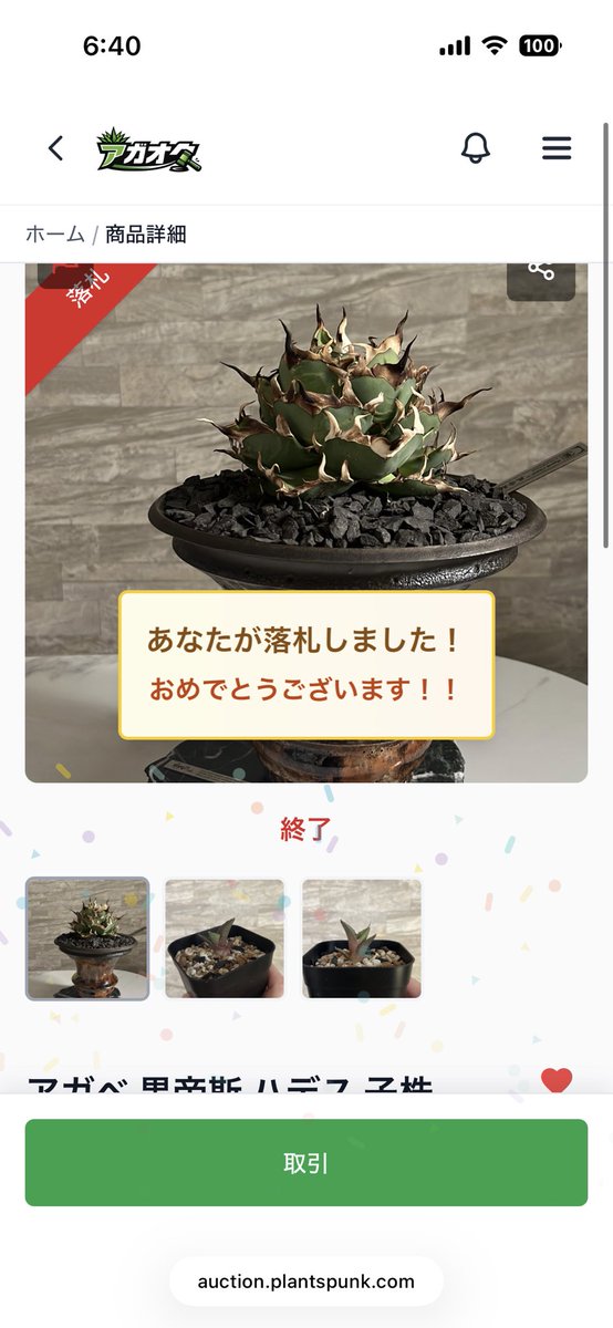 るてん@植物初心者 tweet media