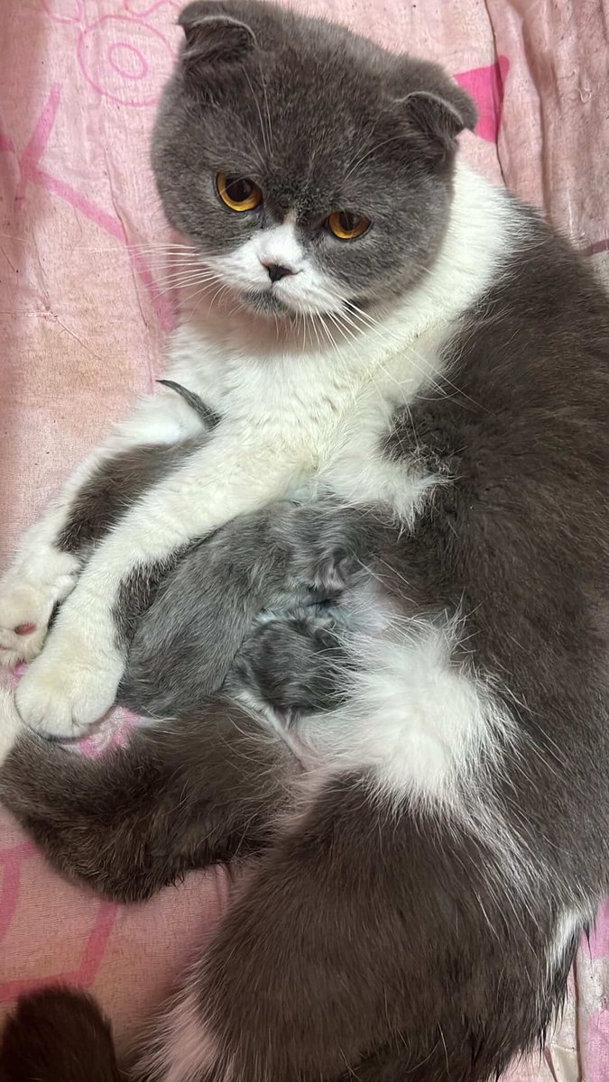 𝐀𝐦𝐞𝐞𝐫 | امير 🇮🇶 tweet media