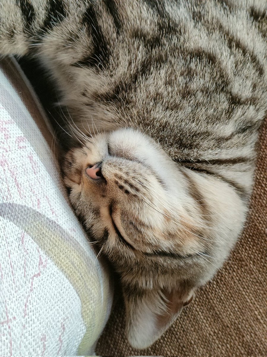 shiba_san001's tweet photo. この子達に会うためにベトナムに行きたい病が再発。
ハノイから2時間、ホアルーのタムコック湖にあるカフェ。仕事中でもPCの上で寝始めるサービスも😂
アニマルカフェと言う名前でしたが、カフェキャットに改名したのかな🐈
cafe cat tam cocで検索すると可愛いネコやカフェの様子が見れますよ。 https://t.co/1jPFVHOgvu
