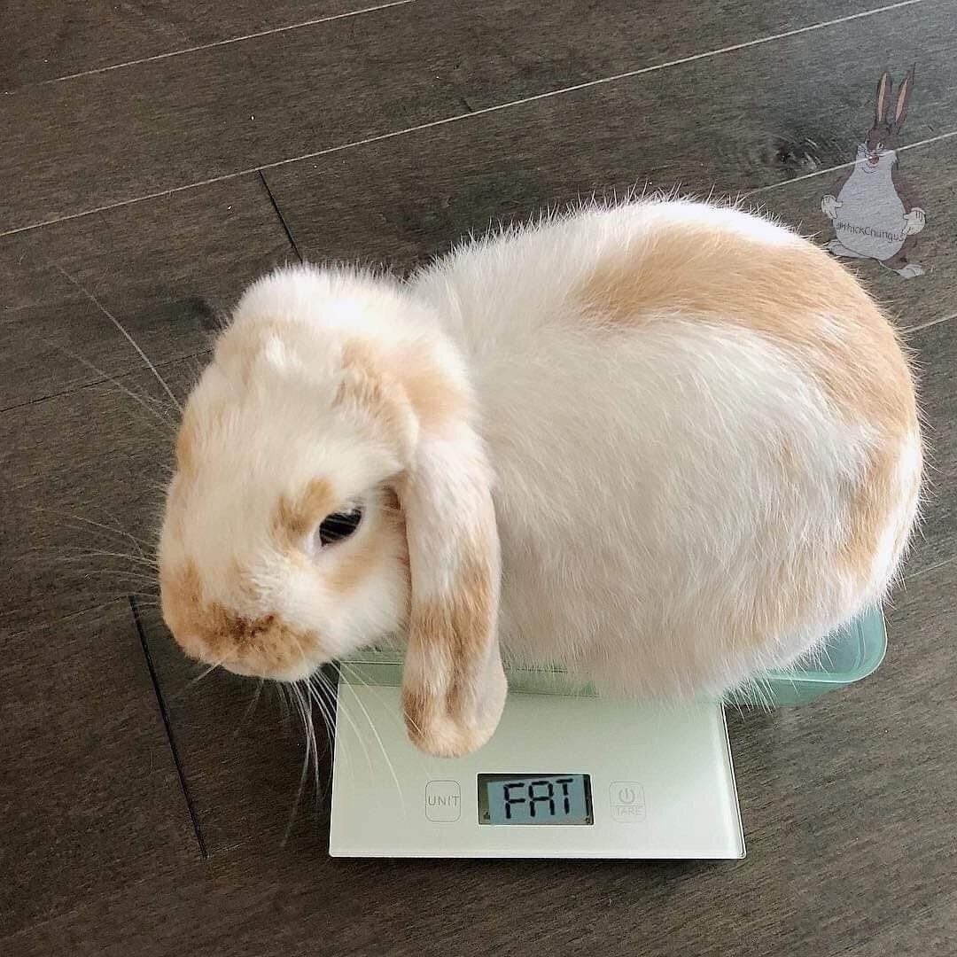 🍰 bela?! - 𝘴𝘩𝘦𝘥𝘵𝘸𝘵 ★彡 tweet media