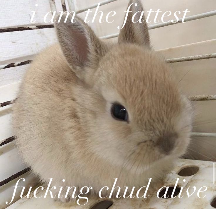 🍰 bela?! - 𝘴𝘩𝘦𝘥𝘵𝘸𝘵 ★彡 tweet media