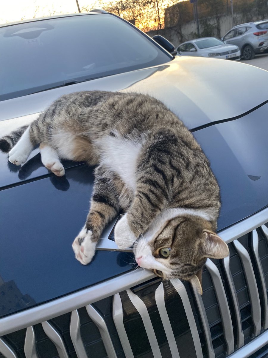 asia 🪭 tweet media