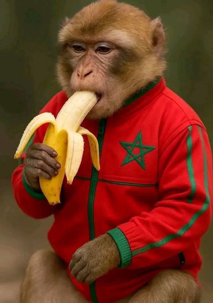 Djibril🇸🇳 2 étoiles 🇪🇭🇪🇭🌟🌟 tweet media