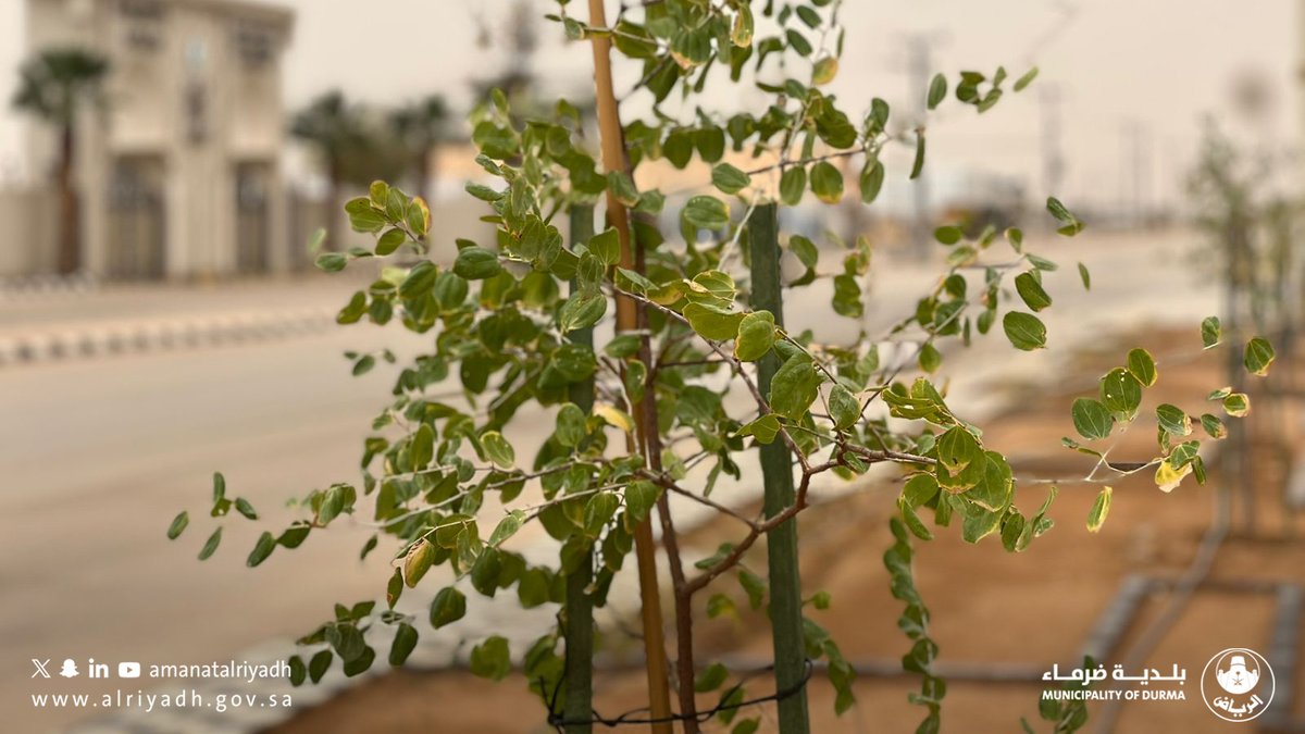 بلدية ضرماء tweet media