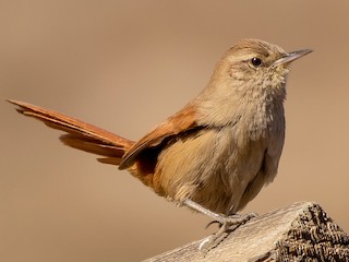 Ornithob0t's tweet photo. 🐦 Canyon Canastero
👩‍🔬 Asthenes pudibunda
ℹ️ Fairly common but local and easily overlooked in the Andes, mainly in canyons and on rocky slopes with fairly dense bushes and scrub.
🔎 https://t.co/H8sopGVEUO https://t.co/a3RIo4DNqe