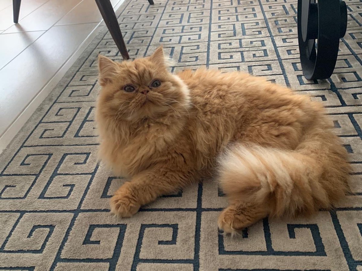 Laura Palomino tweet media