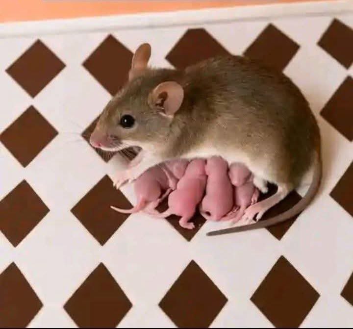 Judith🎀 tweet media